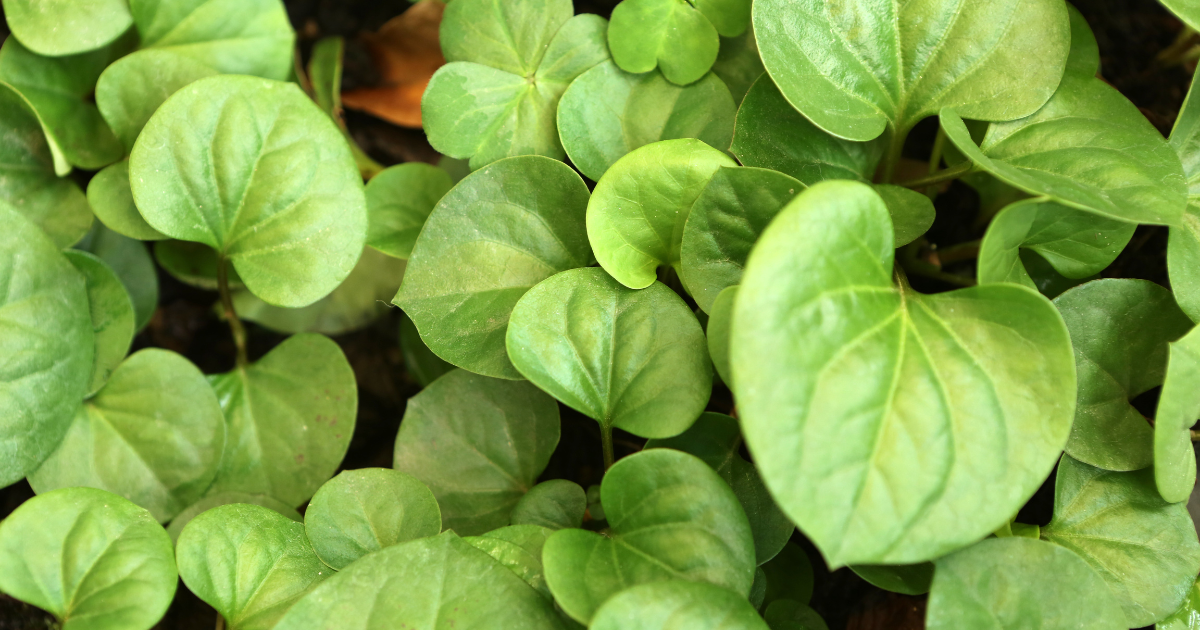 ドクダミを食す：驚きのレシピと十薬の効能を徹底解説