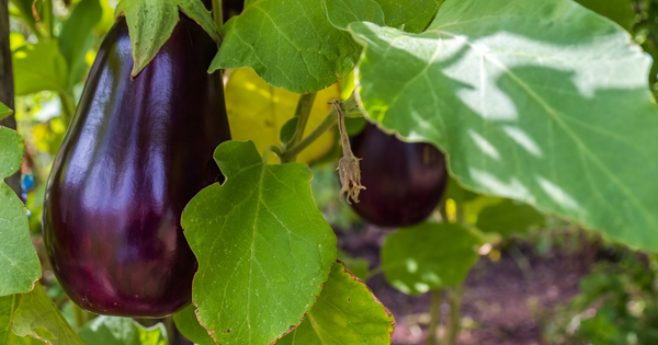 【長持ちの秘訣】なすの保存期間を徹底解説！冷蔵・冷凍・常温での最適な保存方法