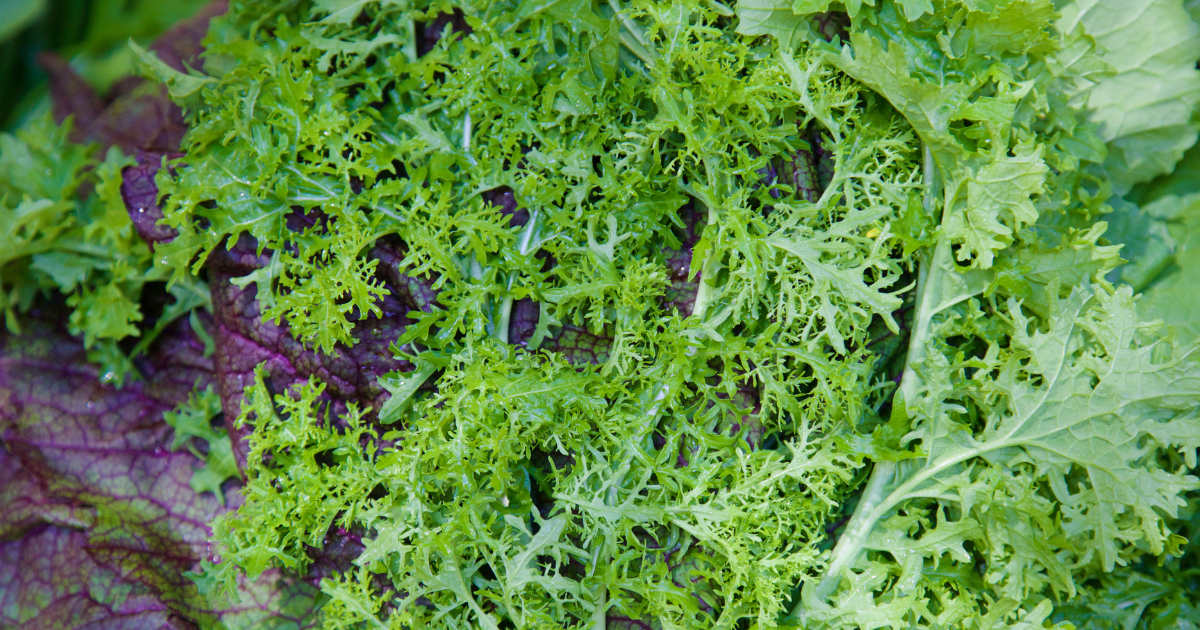 【徹底解説】からし菜の育て方：種まきから収穫、自家製マスタードまで