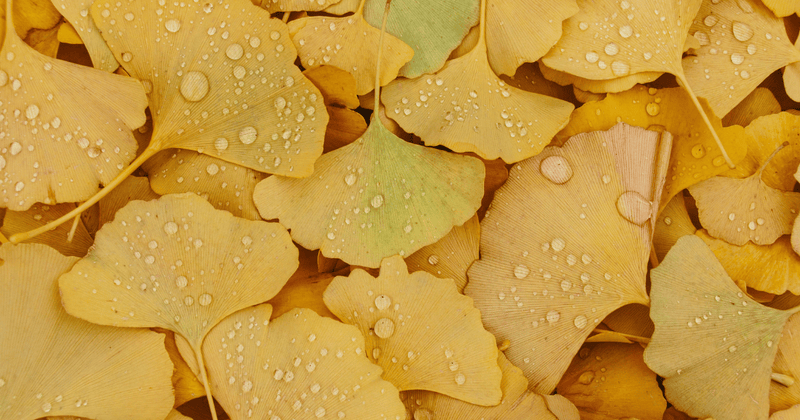 知られざる銀杏の栄養と効能：隠れたスーパーフードの秘密を徹底解説