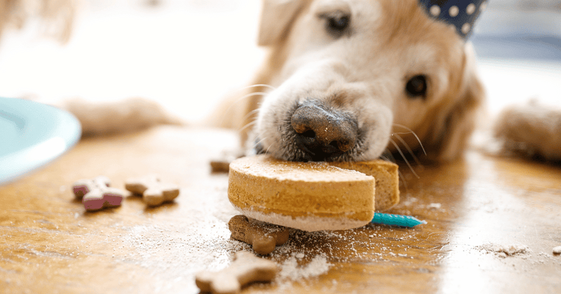 愛犬の誕生日を祝う！手作り犬用ケーキレシピと注意点