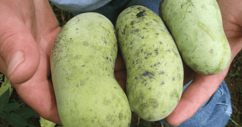 ポポー栽培ガイド：鉢植えから始める育て方の基本