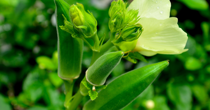 初心者でも簡単！プランターで育てるオクラ栽培：収穫までの育て方完全ガイド