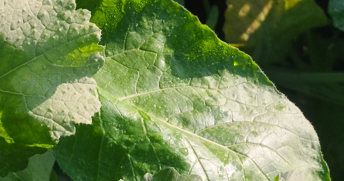 蕾菜（つぼみな）の栽培：栄養・レシピ・保存方法まで徹底解説！