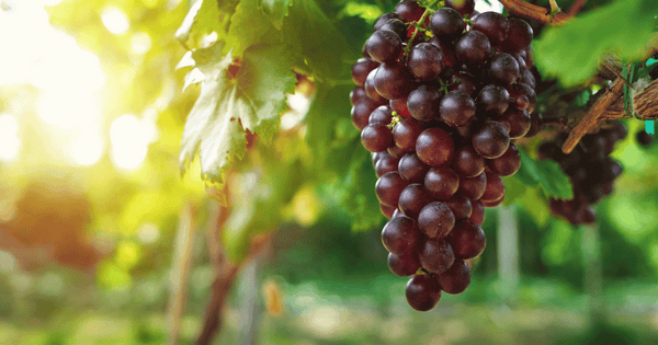 【紅伊豆ぶどう】鮮烈な甘さと豊かな果汁！希少な赤ぶどうの魅力に迫る