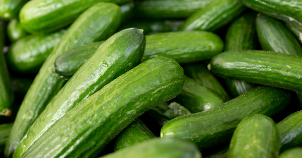 幻の味を食卓に！四葉きゅうりの魅力と育て方