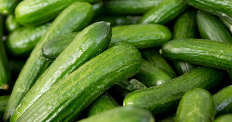 幻の味を食卓に！四葉きゅうりの魅力と育て方