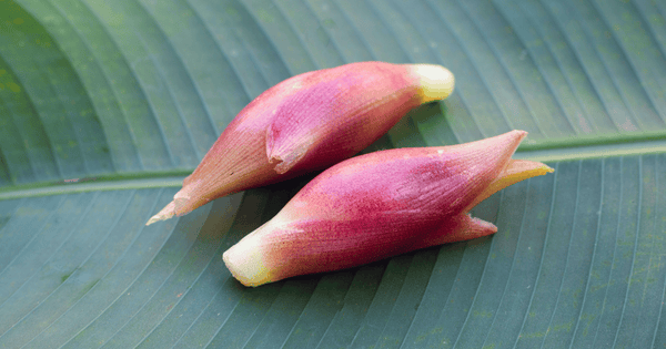 みょうがの旬：知っておきたい美味しい時期と選び方