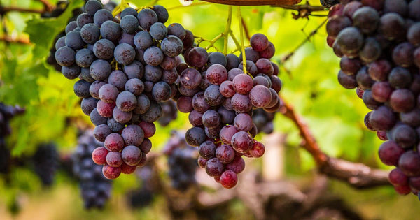 都道府県別 ぶどう生産量ランキング：日本の主要産地を徹底解説！