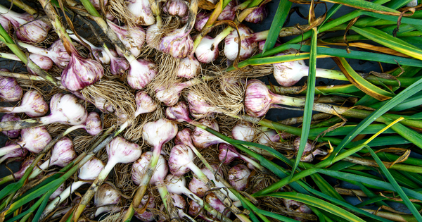 にんにく栽培 失敗例から学ぶ！成功への道しるべ