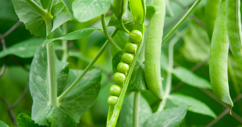 【完全版】プランターでも簡単！グリーンピースの育て方｜初心者向け栽培ガイド