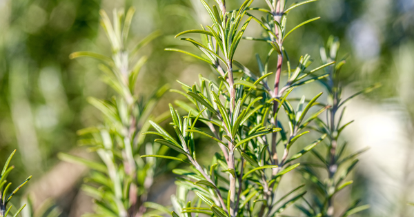 ローズマリーの驚くべき効能：若返りのハーブの秘密に迫る