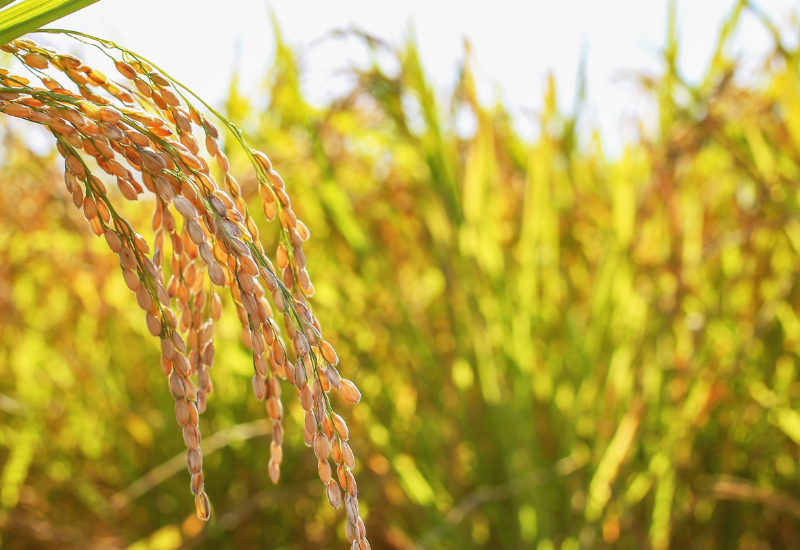 玄米クッキー：美容と健康を支える自然派おやつの秘密