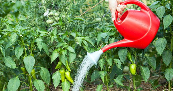ピーマン栽培成功の鍵：水やりのタイミングとコツ