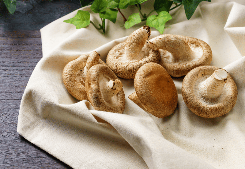 秋に楽しむ！美味しいきのこ種類別ガイド：選び方から調理法、注意点まで