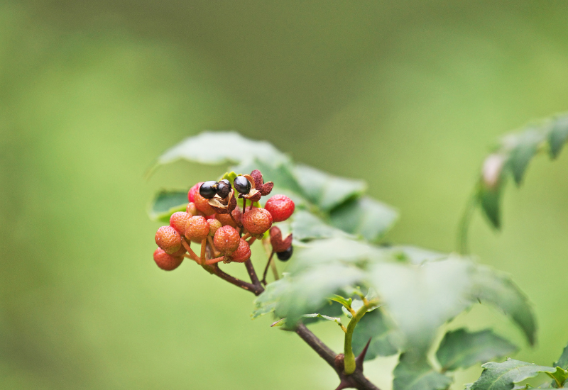 実山椒をの下処理・保存方法完全ガイド