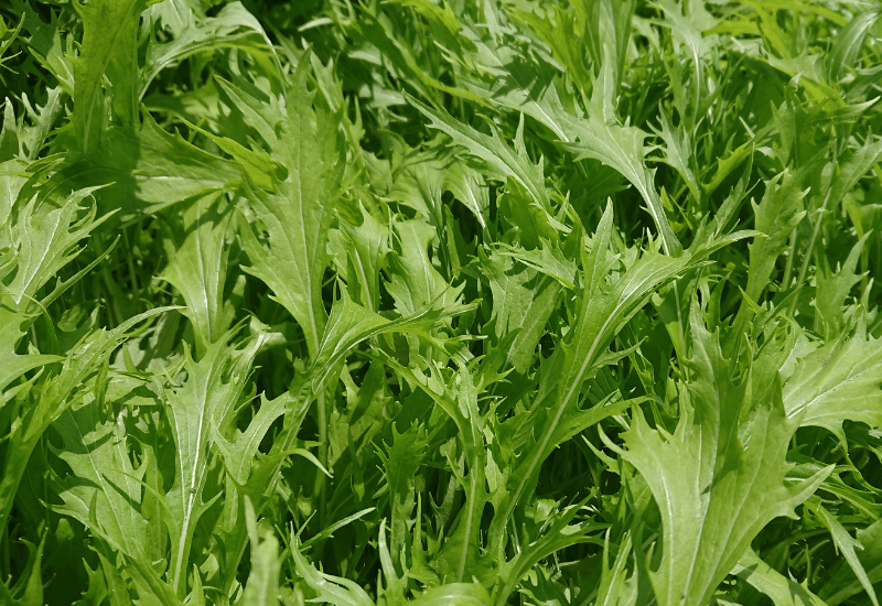 水菜の栄養効果を最大限に引き出す！食べ方のコツ