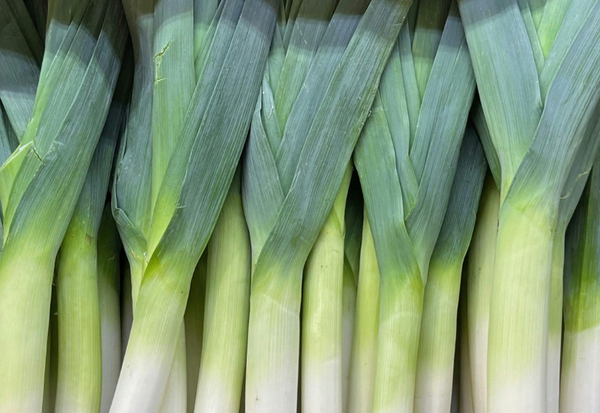 玉ねぎとネギの違いを徹底解説！特徴・栄養・調理法・保存方法まで