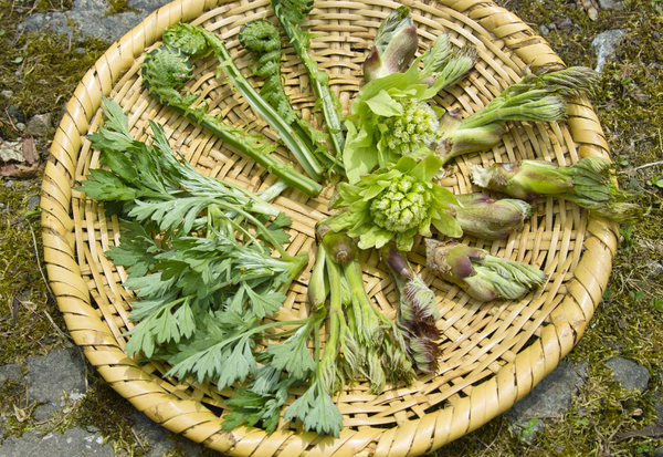 ミズ（水）山菜：知られざる美味と安全な採取のヒント