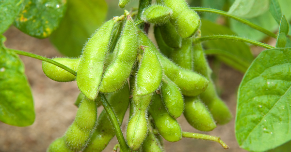 もう失敗しない！冷凍枝豆をおいしく茹でる！プロの味に近づく茹で方と絶品アレンジレシピ