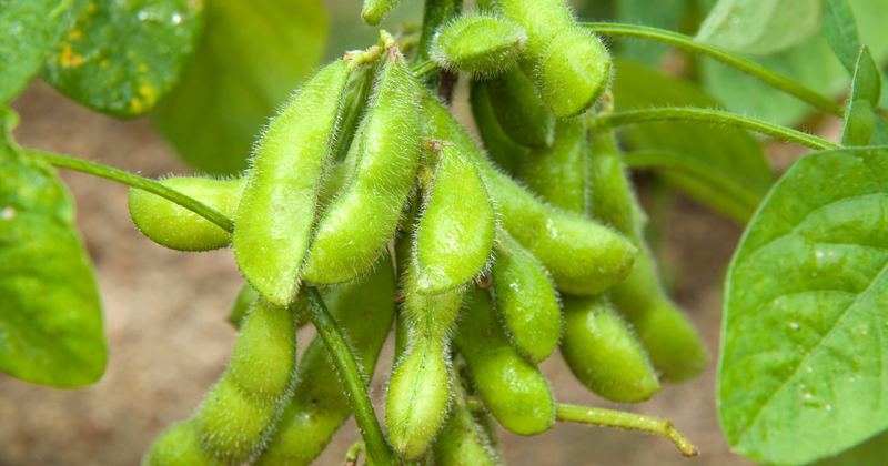 もう失敗しない！冷凍枝豆をおいしく茹でる！プロの味に近づく茹で方と絶品アレンジレシピ