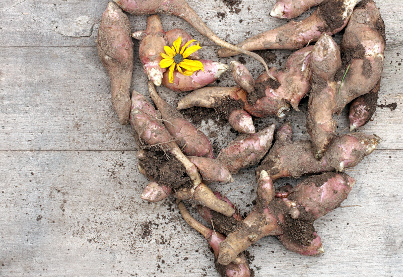イヌリンの効果：腸内環境改善から血糖値コントロールまで徹底解説