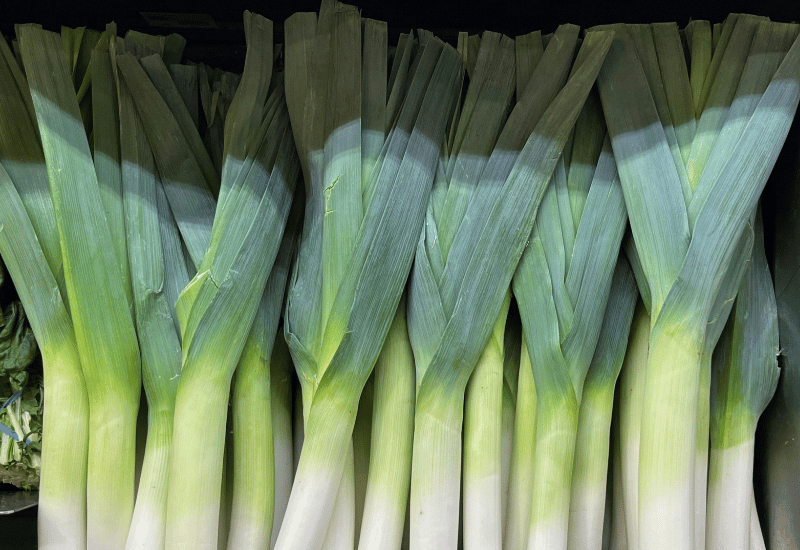 下仁田ネギ栽培：殿様ネギを育てる秘訣と伝統の味