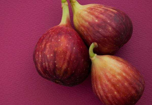 無花果の苗木選び完全ガイド：栽培成功への第一歩