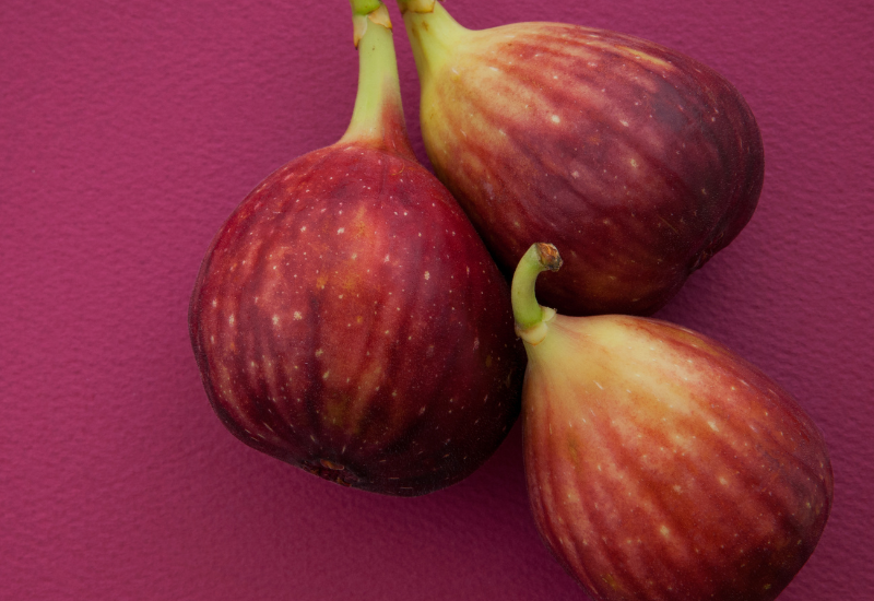 無花果の苗木選び完全ガイド：栽培成功への第一歩