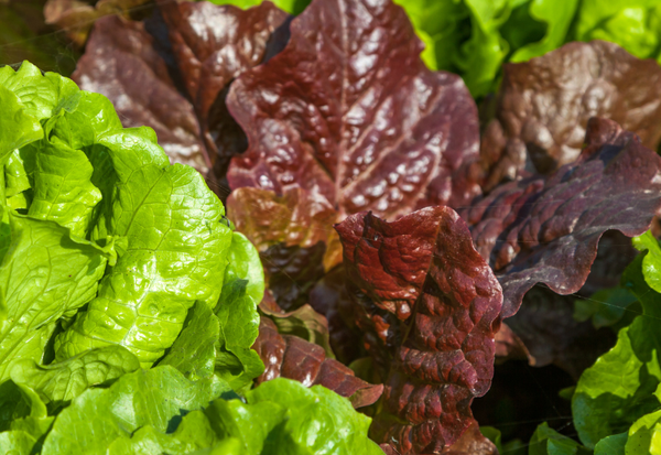 サニーレタスの栄養価を徹底解説！健康を守る秘密とは？