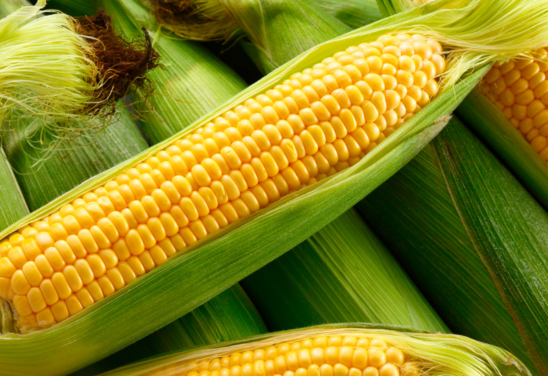 世界のとうもろこし生産量ランキング：上位国の動向と日本の現状