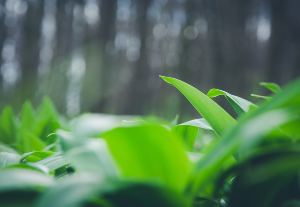ノビルに毒性はある？類似植物との誤食に注意！