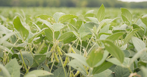 初心者でも簡単！プランターで楽しむ枝豆の育て方：完全ガイド