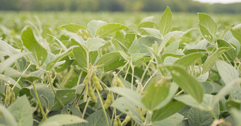 初心者でも簡単！プランターで楽しむ枝豆の育て方：完全ガイド