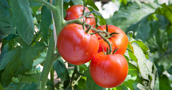 トマト保存方法 冷凍