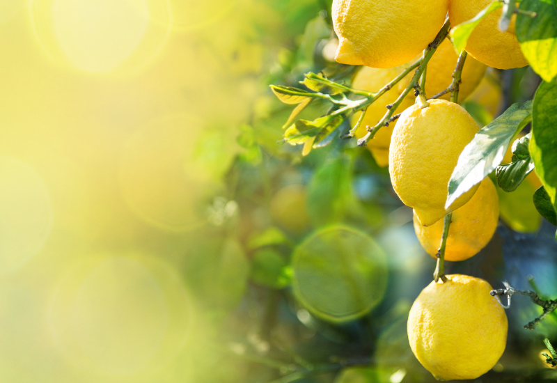 レモンのトゲ：安全な処理と剪定で美味しい実を育てる