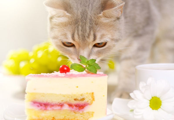 猫にケーキ