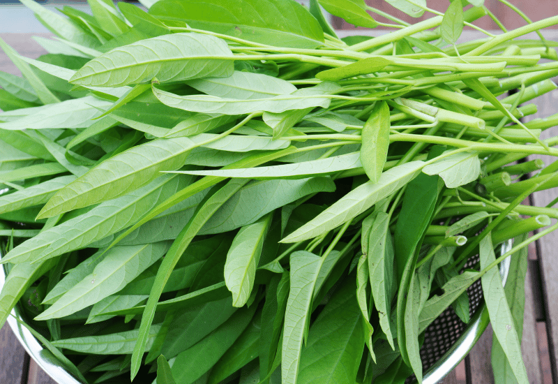 空芯菜の栄養と健康効果を徹底解説！