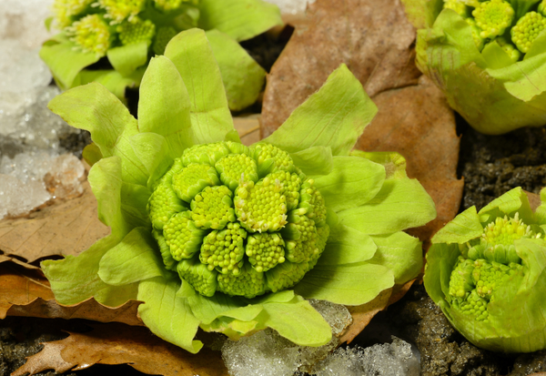ふきのとうの旬はいつ？時期や特徴、採取場所について徹底解説