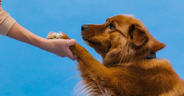シニア犬のための安心おやつ選び：健康と喜びを両立するポイント