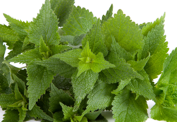 イラクサを見分けるための完全ガイド：特徴、生息地、注意点