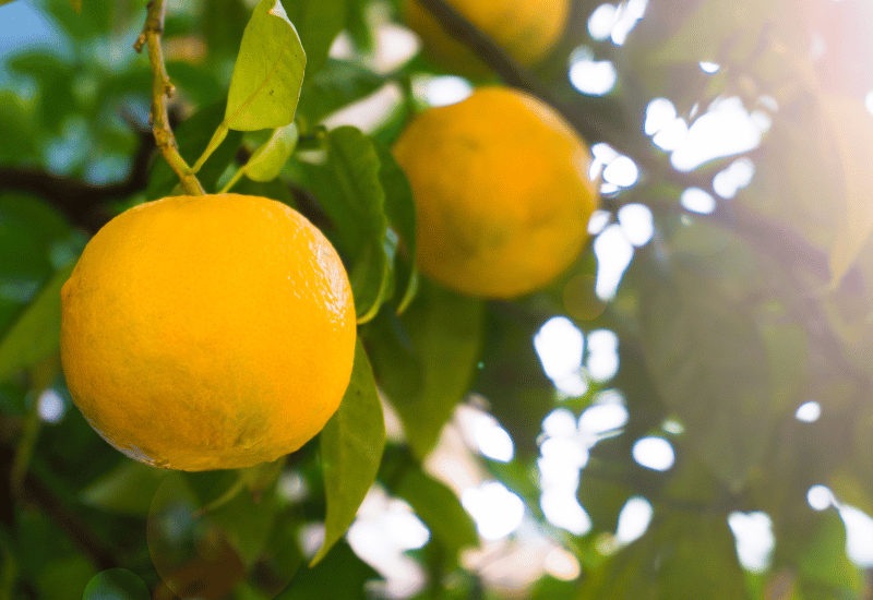 日向夏 ニューサマーオレンジ 違い
