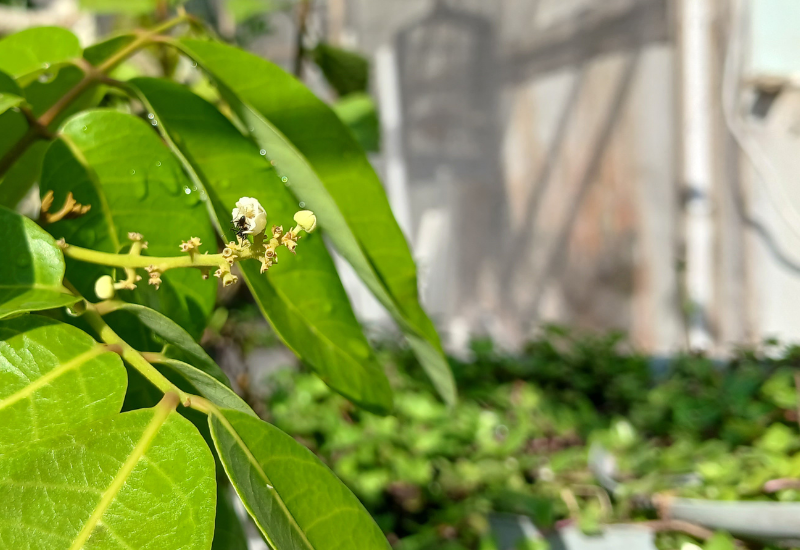 山菜ウコギの見分け方：コシアブラ、タカノツメとの違いを徹底比較