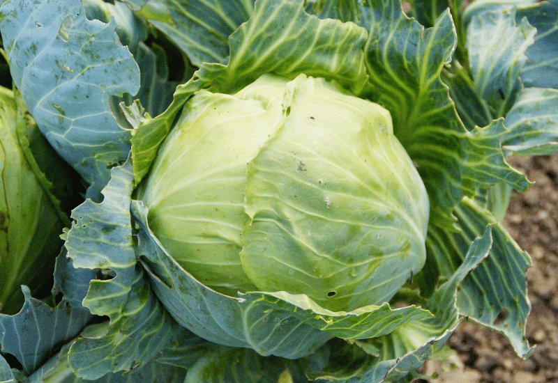 キャベツの産地：主要生産地と年間を通じた安定供給の秘密