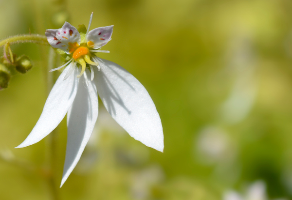 ユキノシタ（雪の下）とは？特徴、育て方、活用方法まで徹底解説