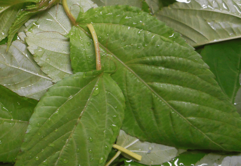 モロヘイヤ驚異の栄養価：「王様の野菜」の秘密