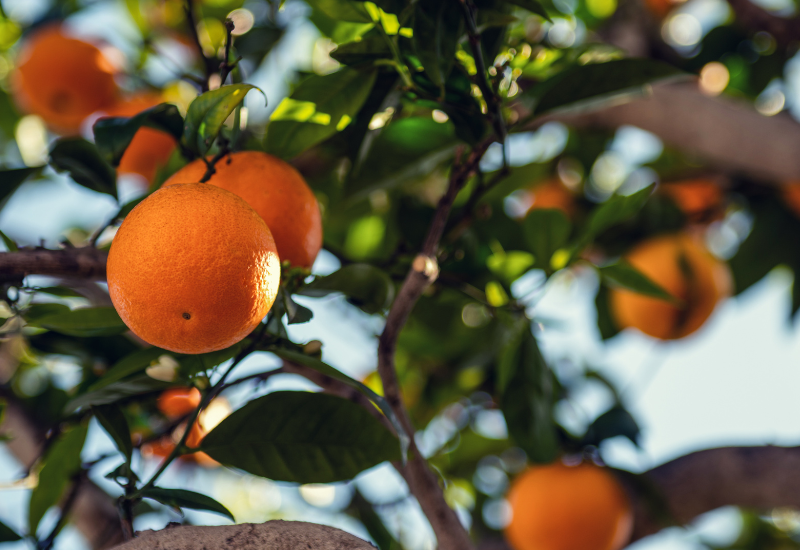 寒冷地でも育てやすい！寒さに強い果樹で庭を彩る