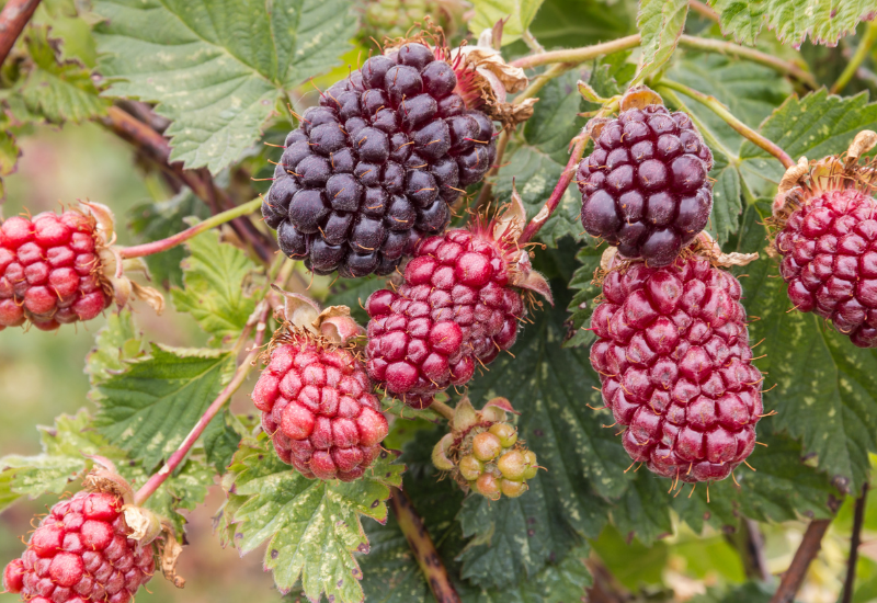 家庭菜園でボイセンベリーを育てる：植え付けから収穫までの完全ガイド