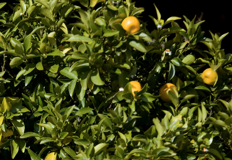 橘の実の食べ方：歴史と物語が香る、希少な柑橘を味わう
