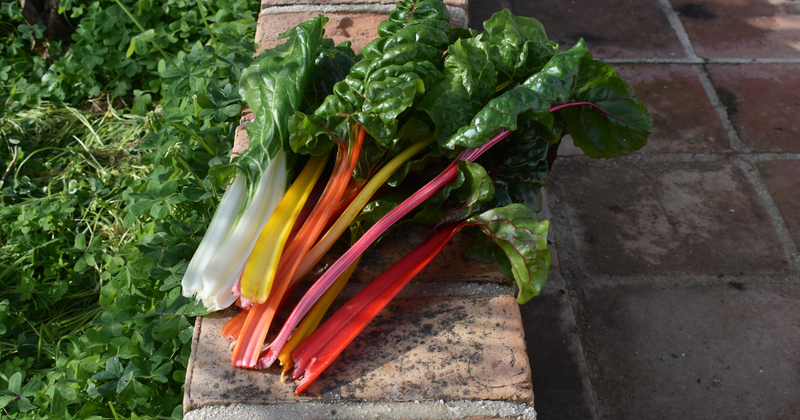 不断草（フダンソウ）の魅力：クセがなく万能な緑黄色野菜